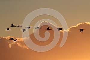 Silhouettes of Cranes( Grus Grus) at Sunset Germany Baltic Sea