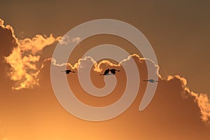 Silhouettes of Cranes( Grus Grus) at Sunset Germany Baltic Sea