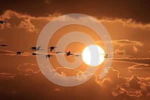 Silhouettes of Cranes( Grus Grus) at Sunset Germany Baltic Sea