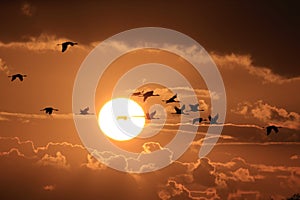 Silhouettes of Cranes( Grus Grus) at Sunset Germany Baltic Sea