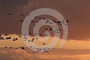 Silhouettes of Cranes( Grus Grus) at Sunset Germany Baltic Sea