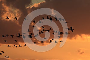 Silhouettes of Cranes( Grus Grus) at Sunset Germany Baltic Sea