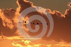 Silhouettes of Cranes( Grus Grus) at Sunset Germany Baltic Sea