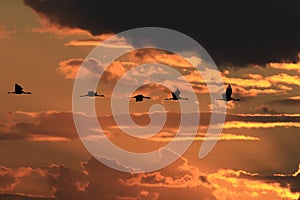 Silhouettes of Cranes( Grus Grus) at Sunset Germany Baltic Sea