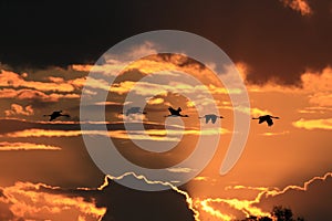 Silhouettes of Cranes( Grus Grus) at Sunset Germany Baltic Sea