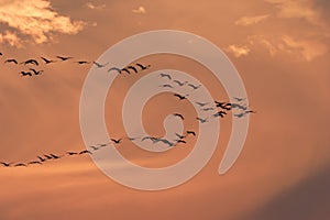 Silhouettes of Cranes( Grus Grus) at Sunset Germany Baltic Sea