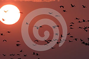 Silhouettes of Cranes( Grus Grus) at Sunset Germany Baltic Sea