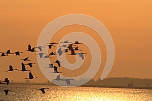 Silhouettes of Cranes( Grus Grus) at Sunset Germany Baltic Sea