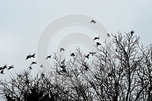 Silhouettes of crows birds on tree