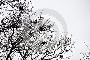 Silhouettes of crows birds on tree branches.
