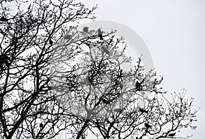 Silhouettes of crows birds on tree branches.