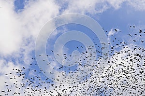 Silhouettes of crows on dramatic sky background with clouds