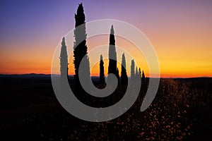 Silhouettes of cypress trees around the road against the orange-blue evening sky. A typical landscape element of Tuscany.