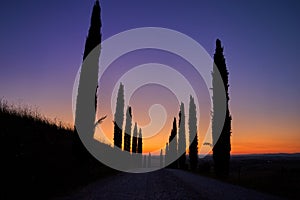 Silhouettes of cypress trees around the road against the orange-blue evening sky. A typical landscape element of Tuscany.