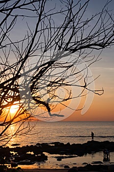 Silhouettes of dead trees on the beach and colorful skies on a sunset background