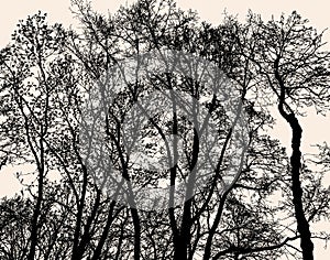 Silhouettes of deciduous trees in the cold season