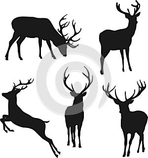 Silhouettes of deer