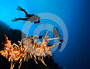 Silhouettes of divers over a coral reef.