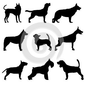 Silhouettes of dogs