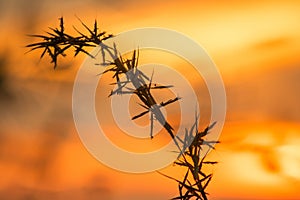 Silhouettes of dry grass with sunset views