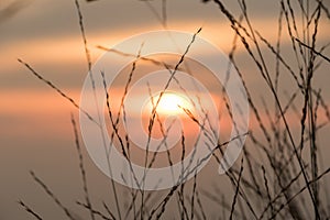Silhouettes of dry grass with sunset views