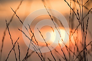 Silhouettes of dry grass with sunset views