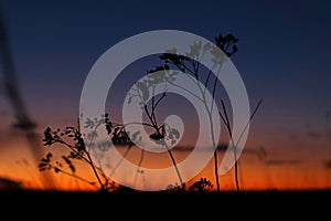 Silhouettes of dry plants against the background of a purple-gold sunset sky, close-up