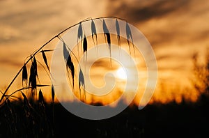 Silhouettes of dry plants at sunset sky