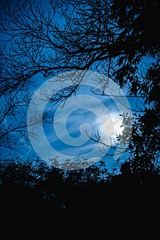 Silhouettes of dry tree against sky and beautiful super moon. Outdoor.