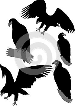 Silhouettes of eagles