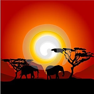 Silhouettes of elephants on African sunset