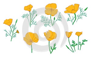 silhouettes of Eschscholzia flowers. California poppy - vector set of golden poppy