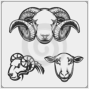 Silhouettes farm animals - sheep and ram. Template for meat market, store, market and packaging.