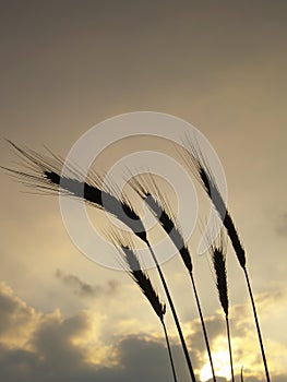 Silhouettes of five barley ears