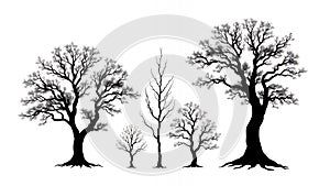 Silhouettes of five trees against a white background