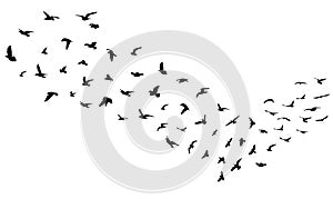 Silhouettes of flock of flying birds, migration. Vector illustration