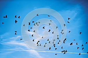 Silhouettes of a flock of pigeons with a blue cloudy background