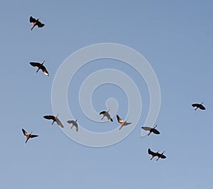 Silhouettes of a flock of storks in the blue sky