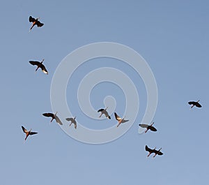 Silhouettes of a flock of storks in the blue sky