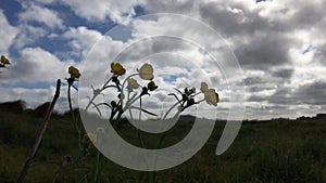 Silhouettes of flowers blowing in breeze