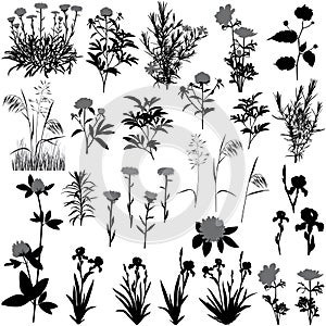 Silhouettes of flowers and plants