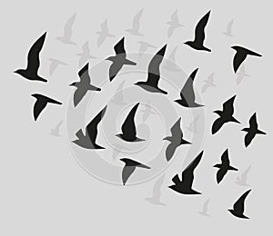 Silhouettes of flying birds