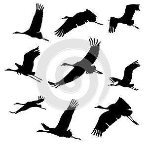 Silhouettes of flying birds. cranes