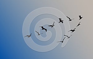 Silhouettes of flying birds, vector illustration