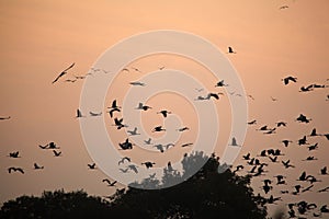 Silhouettes of flying cranes