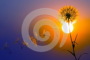 Silhouettes of flying dandelion seeds on the background of the sunset sky. Nature and botany of flowers