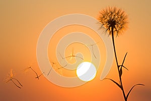 Silhouettes of flying dandelion seeds on the background of the sunset sky. Nature and botany of flowers