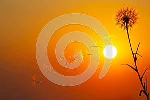 Silhouettes of flying dandelion seeds on the background of the sunset sky. Nature and botany of flowers