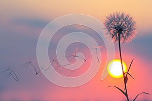 Silhouettes of flying dandelion seeds on the background of the sunset sky and sun. Nature and botany of flowers