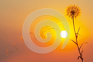 Silhouettes of flying dandelion seeds on the background of the sunset sky and sun. Nature and botany of flowers